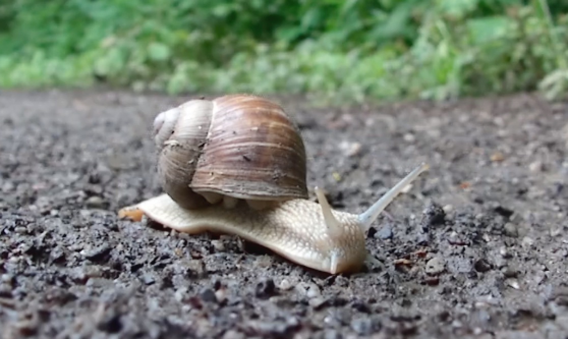 weinbergschnecke