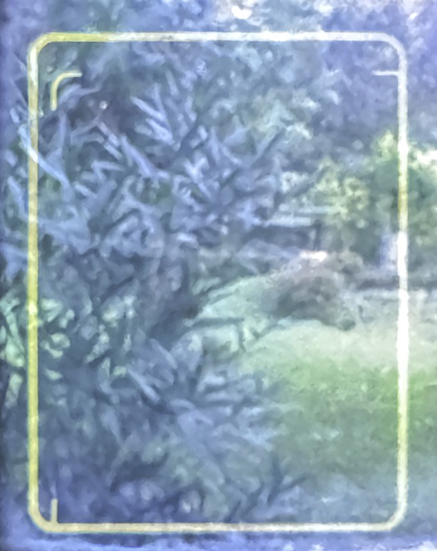 Sucherbild der Olympus Pen mit Leuchtrahmen